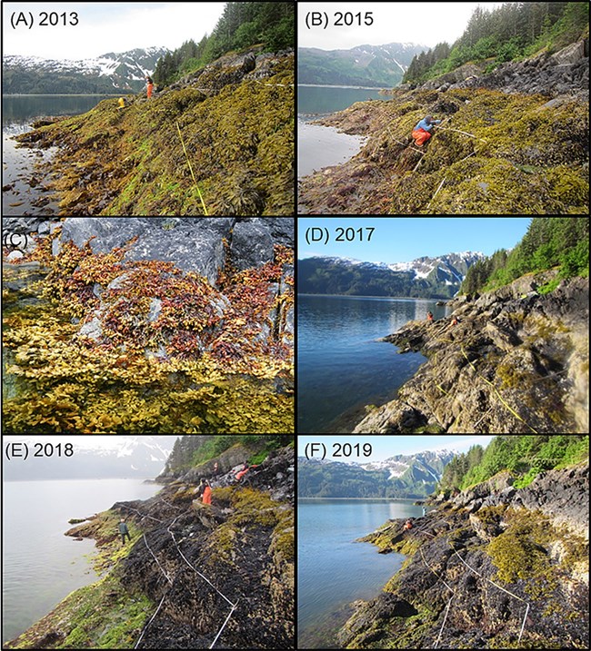 Intertidal changes before during and after the heatwave Intertidal changes before during and after the heatwave