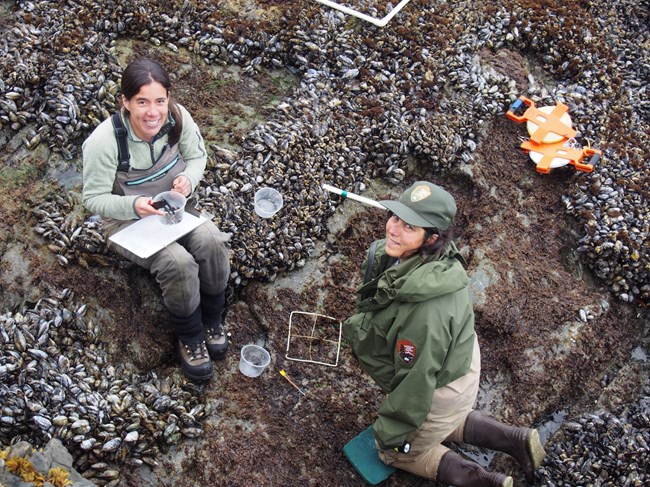Documenting intertidal life. Two NPS technicians collecting data at mussel beds in the intertidal zone.