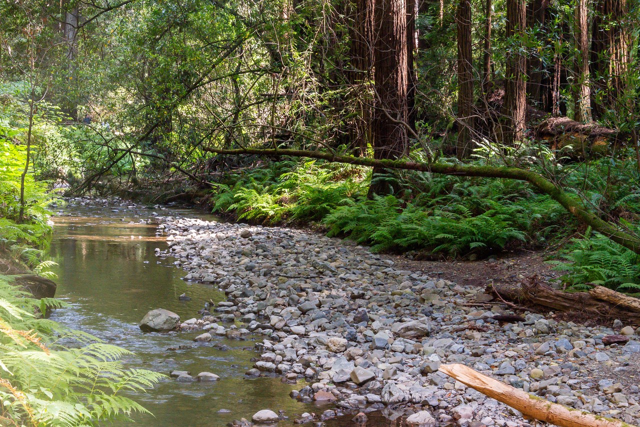 Redwood Creek near Main Trail at Muir Woods