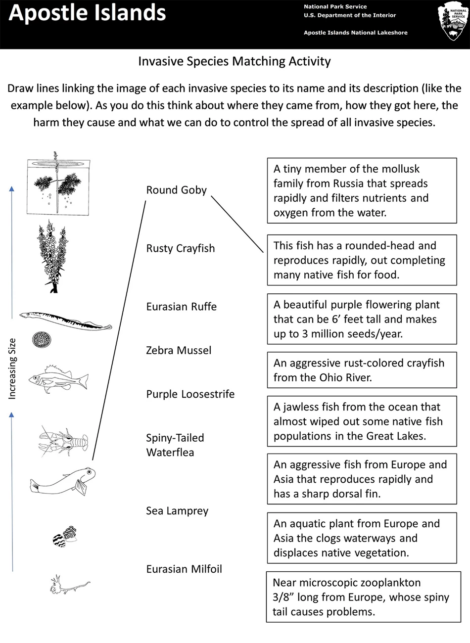 Invasive species matching activity Photo of the matching activity sheet.