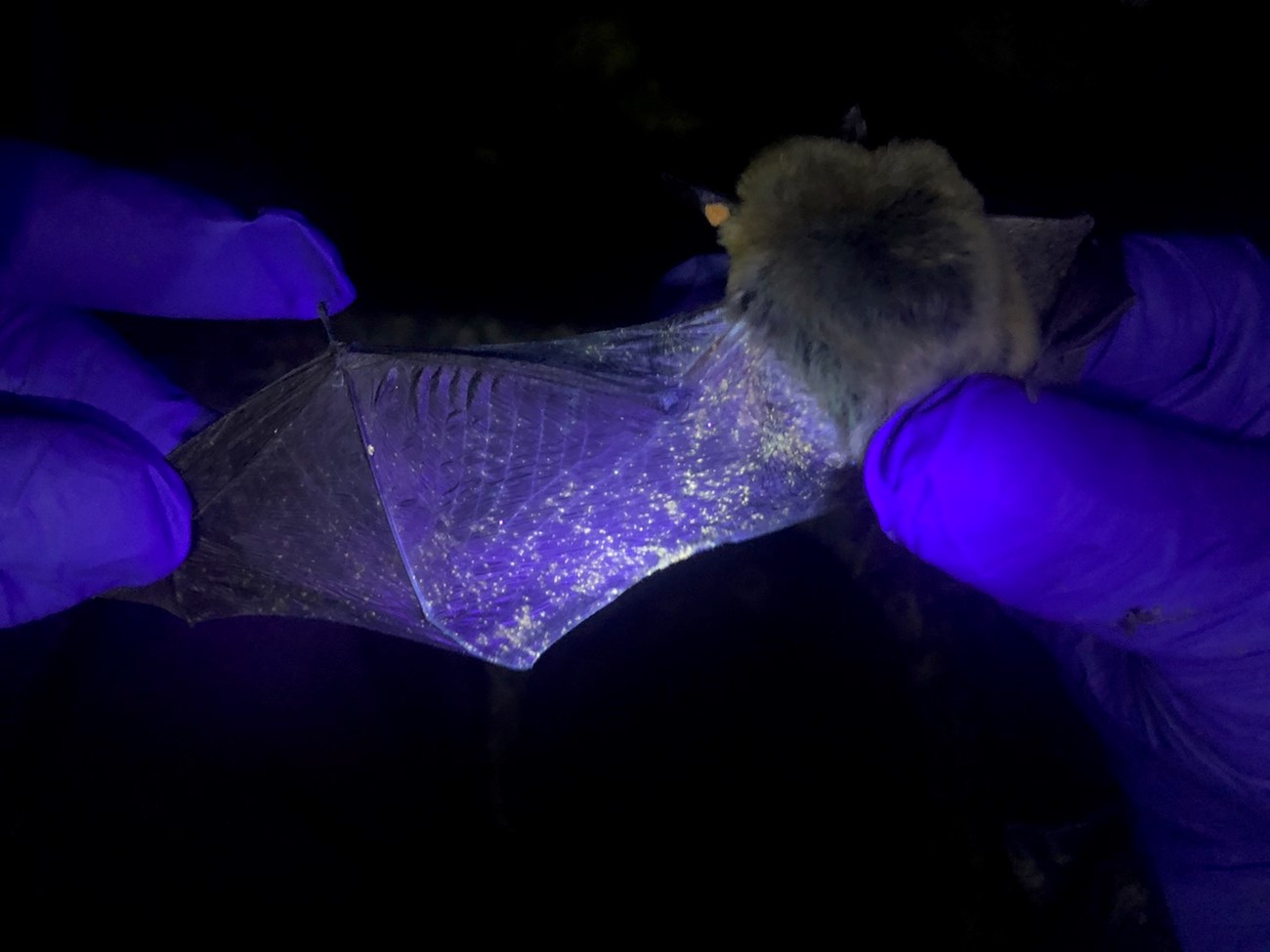 Purple-gloved hands stretch out the wing of a bat at night. Spots on the wing glow yellow-orange as it is illuminated under purplish UV light.