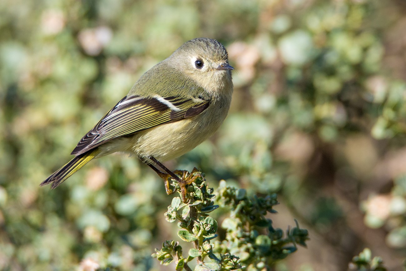 Small, olive-colored bird perched on a bush.