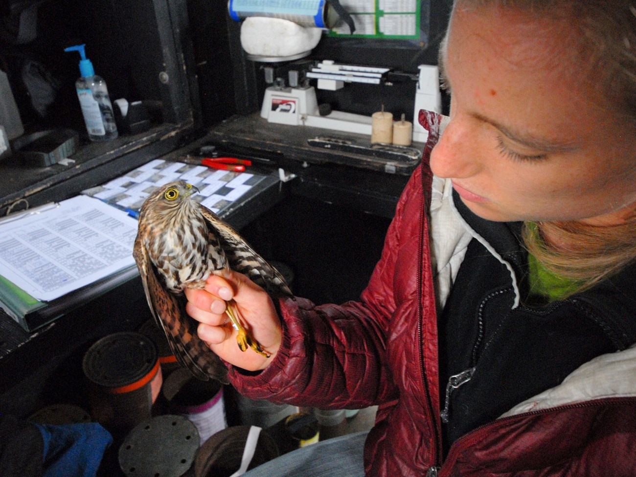 Person in a dark blind holding a small hawk with a fresh, silver band around one of it's legs.