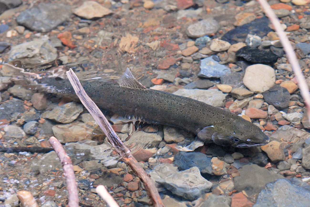 Large, olive-colored fish with small black spots, swimming against the current over a rocky creek bed.
