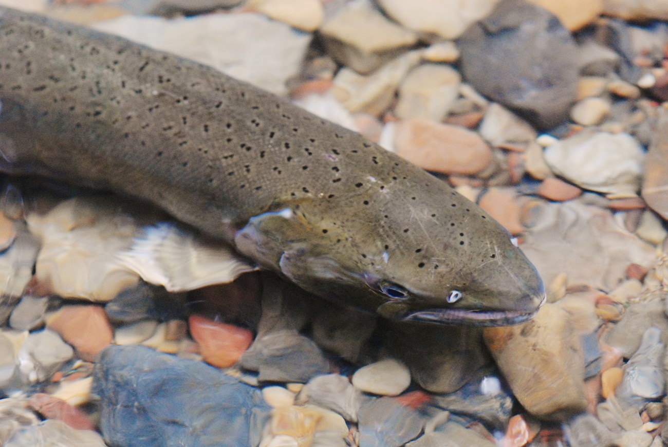 Adult female coho A large greenish-brown fish with black spots swims over a rocky streambed.