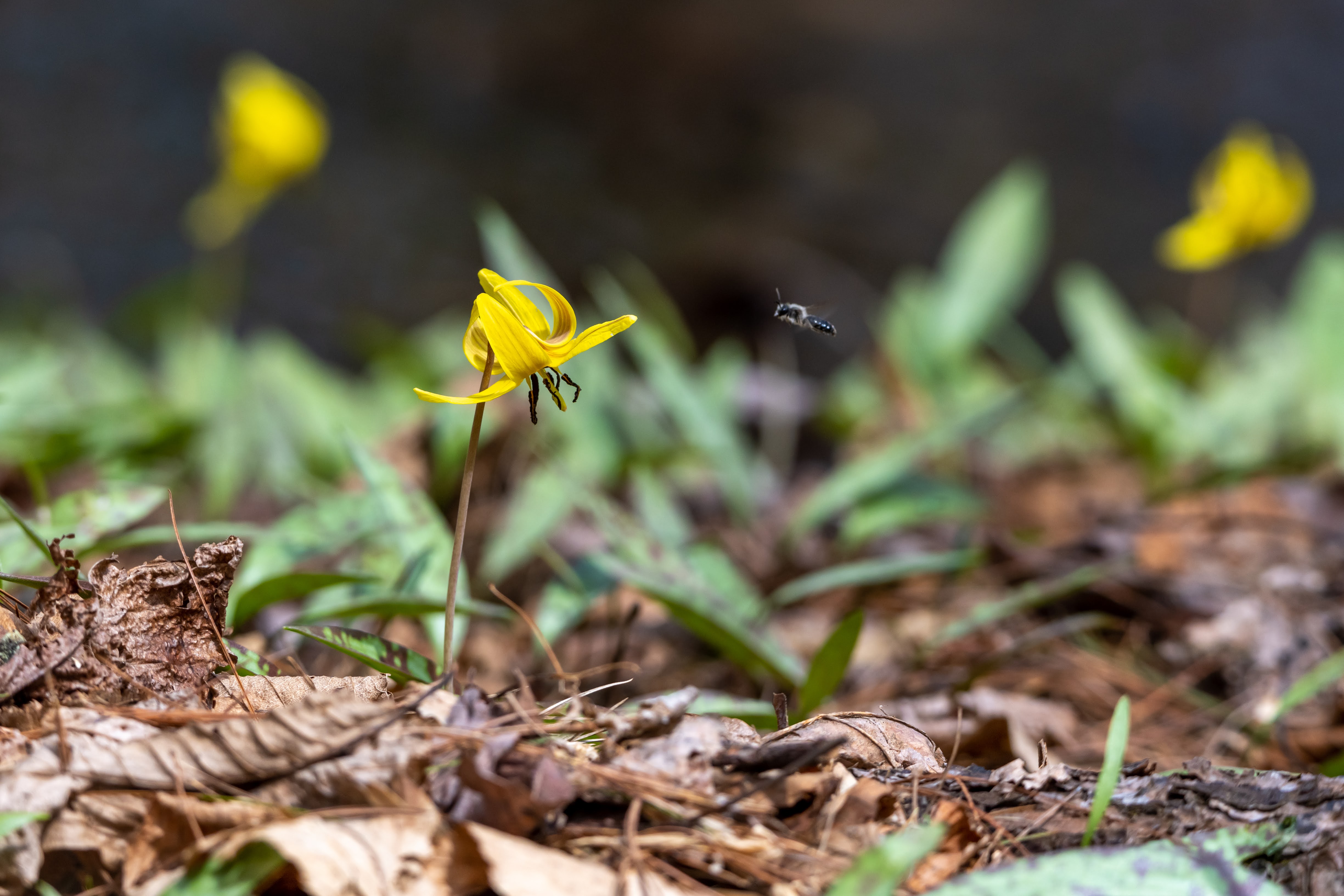 Small black and beige bee hovering in front of a yellow flower. The flower sits on a slender stalk rising from marbled green and brown leaves on the forest floor. Other yellow flowers are out of focus in the background.