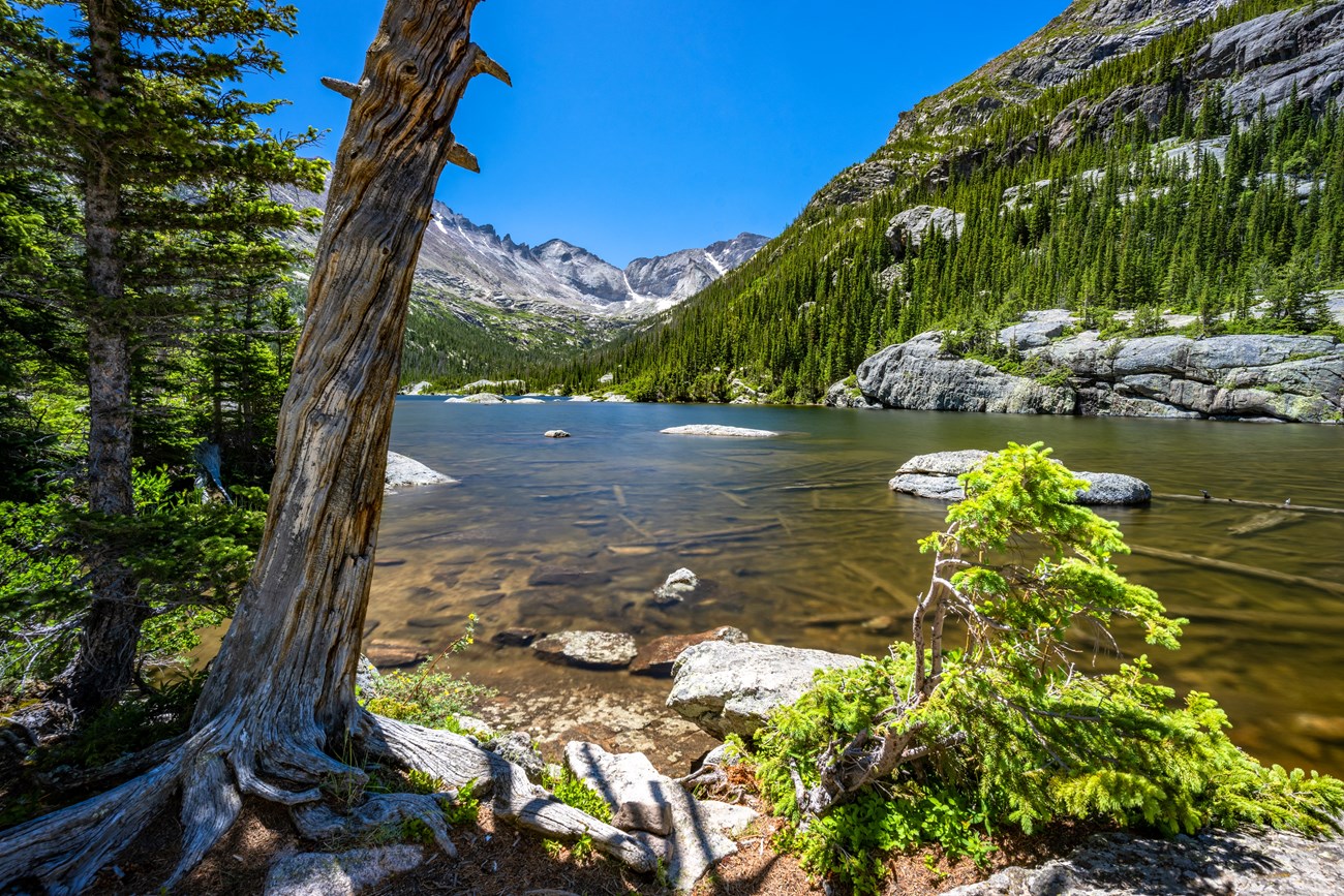 Mills Lake View through trees of a lake reflecting a clear blue sky, and backed by evergreen forest and steep, rocky mountains.