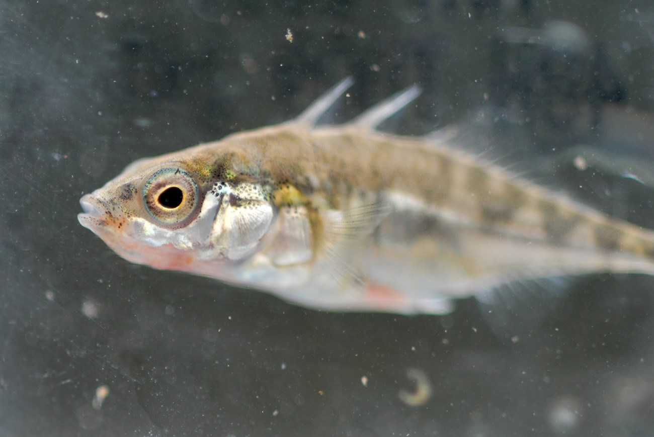 Biologists Seek to Reintroduce More Genetically Robust Stickleback  Population at Presidio's Mountain Lake (. National Park Service)