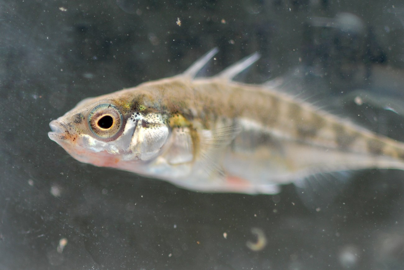 Threespine stickleback Small olive and silver fish with spines on its back, a little blue around its eye, and a orange-red coloration on its throat.