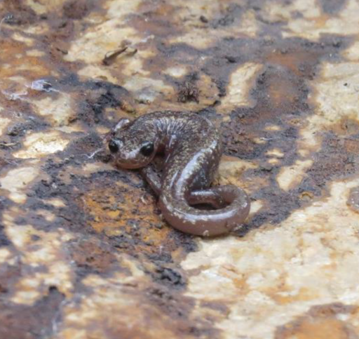 JMSalamander A brown salamander on a log twists its head back toward us