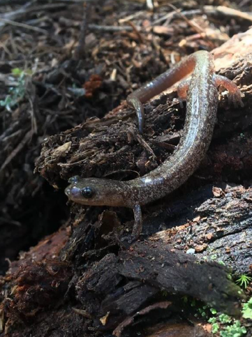 JMSalamander2 Jemez Mountains salamander
