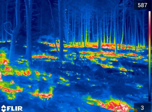 JMSalamander5 Thermal imaging