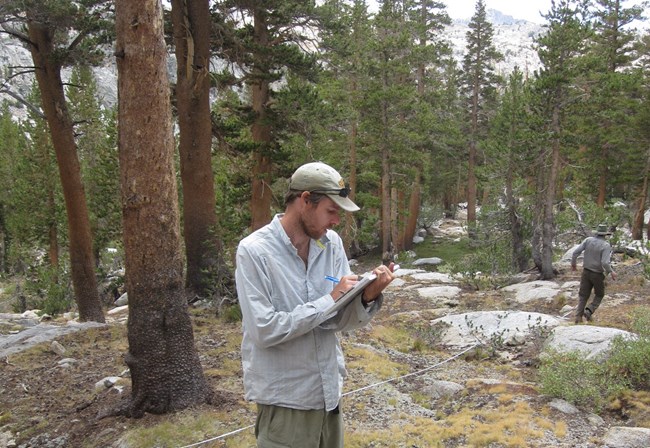 Man standing in a pine forest recording data on a clipboard.