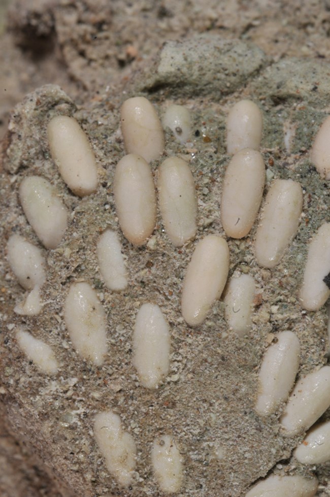 Fossil grasshopper eggs
