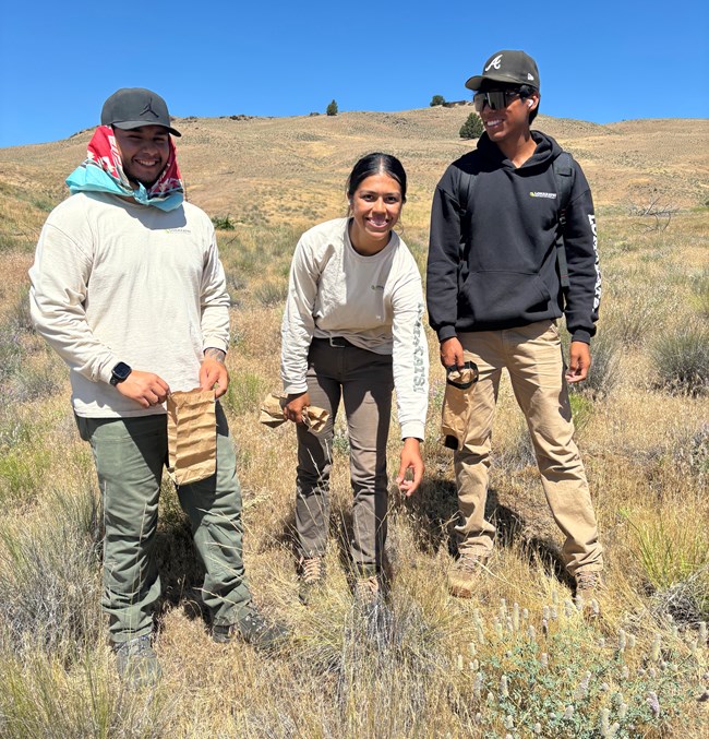 Lomatski Tribal Stewards participants collecting native bunch grass seed for the Prineville, Oregon, grow out field. Two young men and one young woman stand among native plants in a high desert.