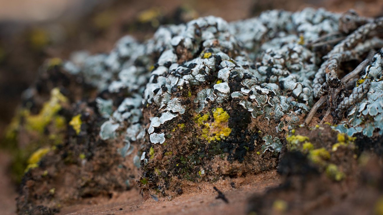 an old growth cryptobiotic soil with a minature world of lichens mosses and soils