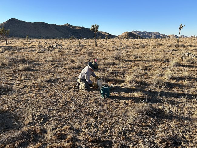 A person planting in the desert.