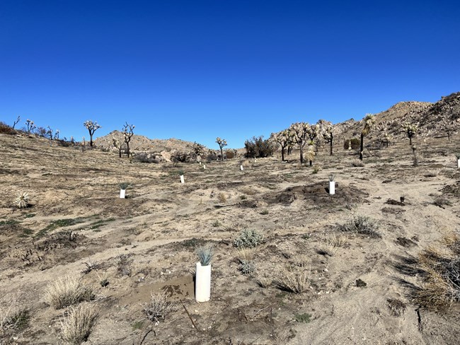 Young Joshua trees in cones.