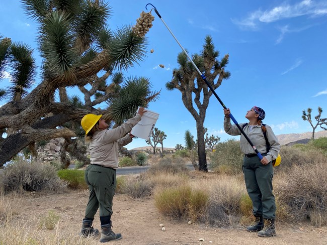 JT fruit falling JOTR staff collecting Joshua Tree fruit