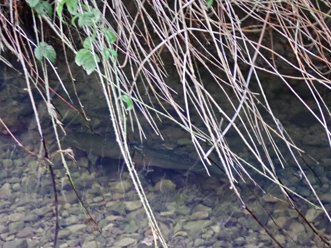 Large, greenish fish with black speckles on its back and a pinkish patch on its underside, swimming aloong a creek bank partially obscured by overhanging vegetation.