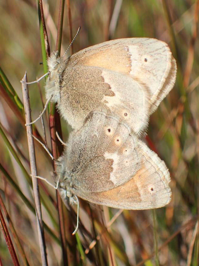 Mating California ringlets Two light, golden brown butterflies back to back, matingamong blades of grass.