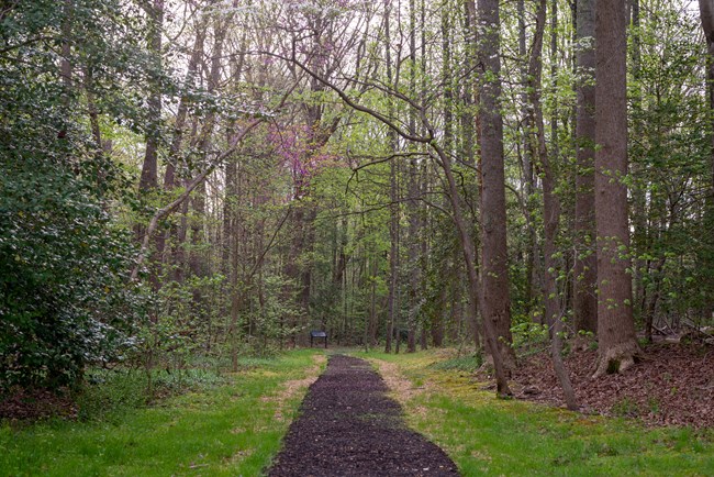 The Jackson Wounding Walking Trail surrounded by tall deciduous trees and dense green foliage in early spring. The walking path leads through the forest toward a small informational sign in the distance. Sunlight filters through the tree canopy, highlight