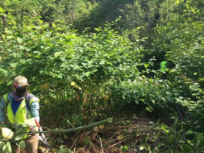 A person with a mask and reflective vest removing an invasive species