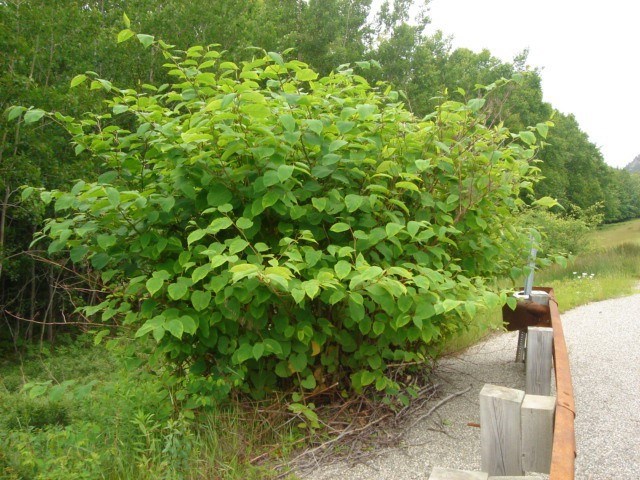 A tall stand of Japanese Knotweed found along a roadway A tall stand of Japanese Knotweed next to a roadway