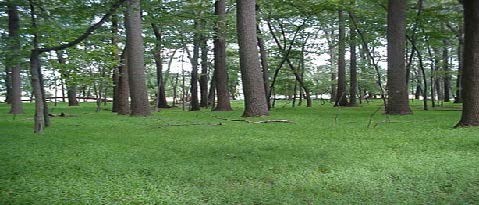 Invasive Japanese stiltgrass low green grass covers the ground