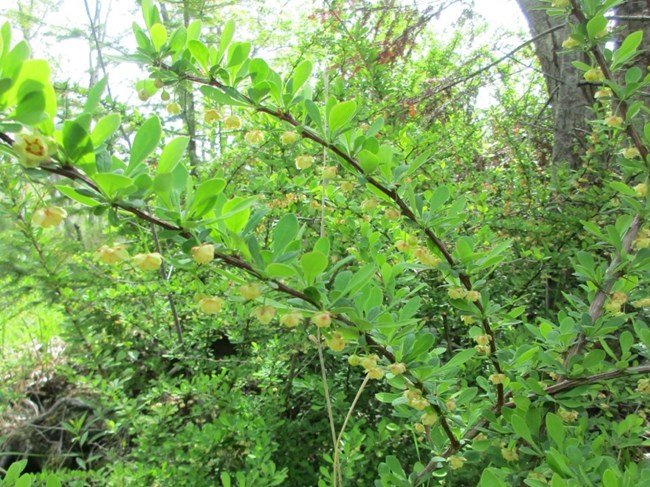 Invasive plant showing flowers and leaves