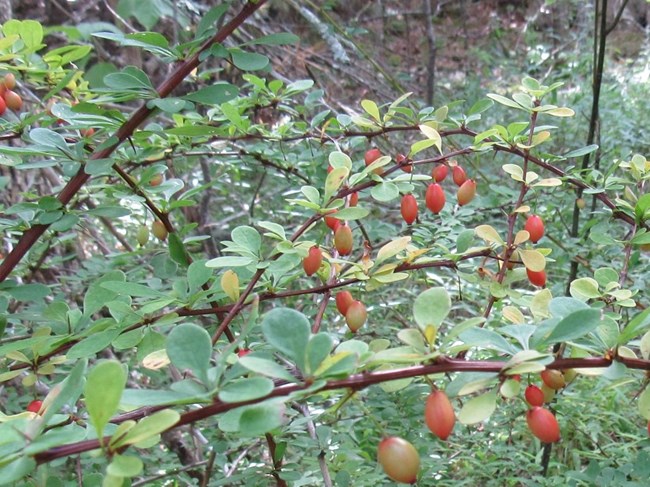 Japanese barberry with mature fruit Invasive plant with mature fruit
