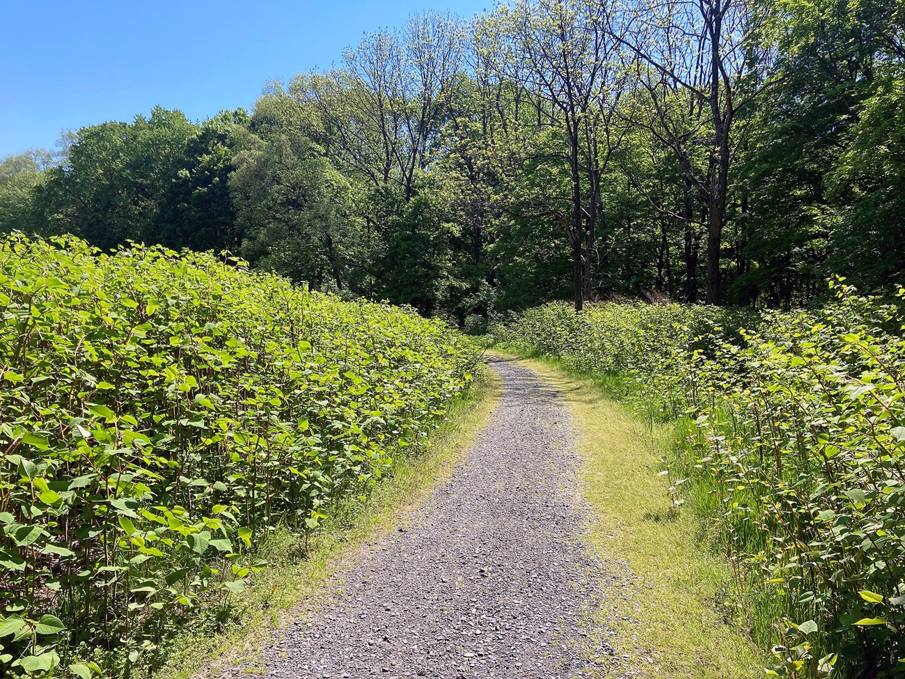 A gravel path with tall, uniform, leafy green plants on either side