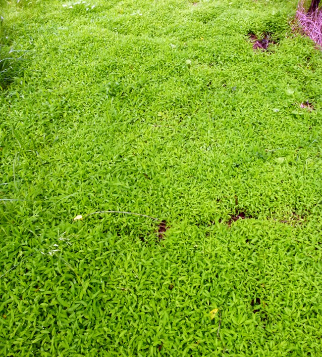 Bright green low growing plants completely covering the ground