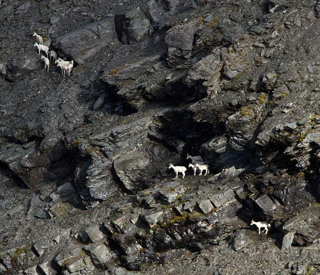 lt= Two groups of Dall's sheep ewes and lambs in rocky terrain.