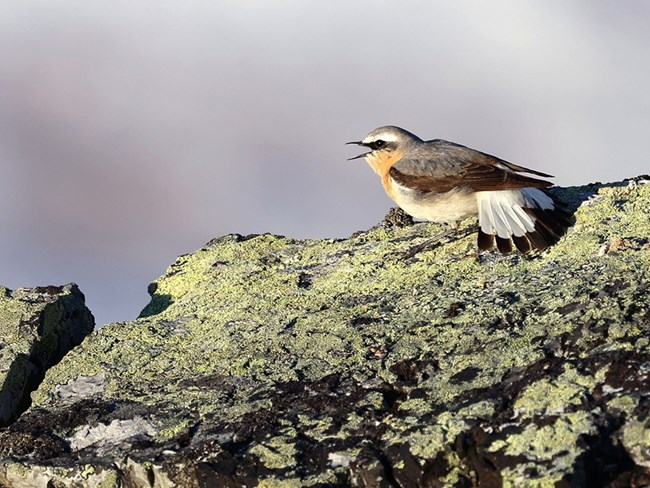 A northern wheatear sits on a rock in the Arctic.