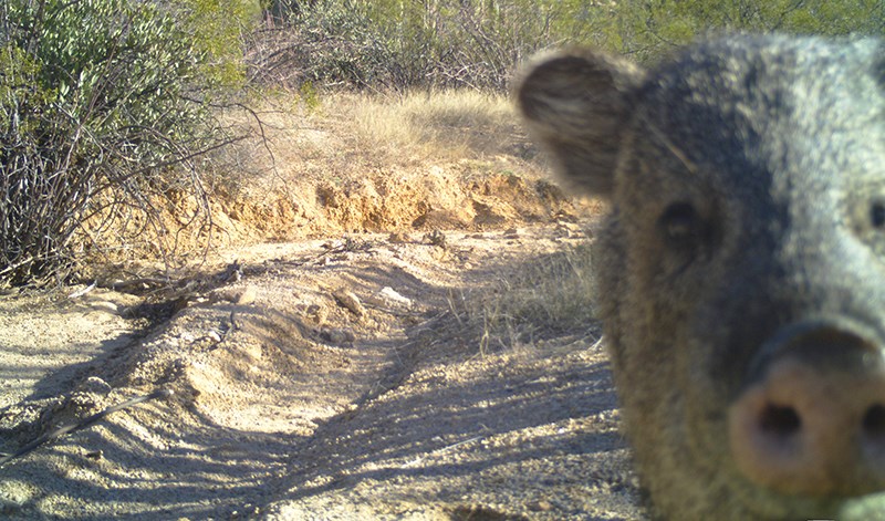 A pig-like face with a snout and bristly hair looking into a camera close up in a sandy wash lined by desert shrubs.