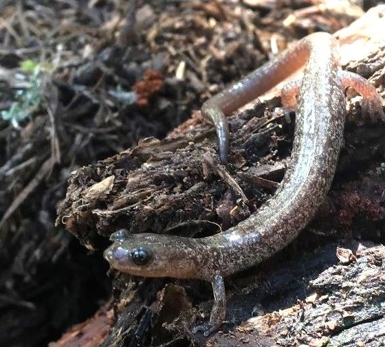 Brown salamander on a piece of wood.