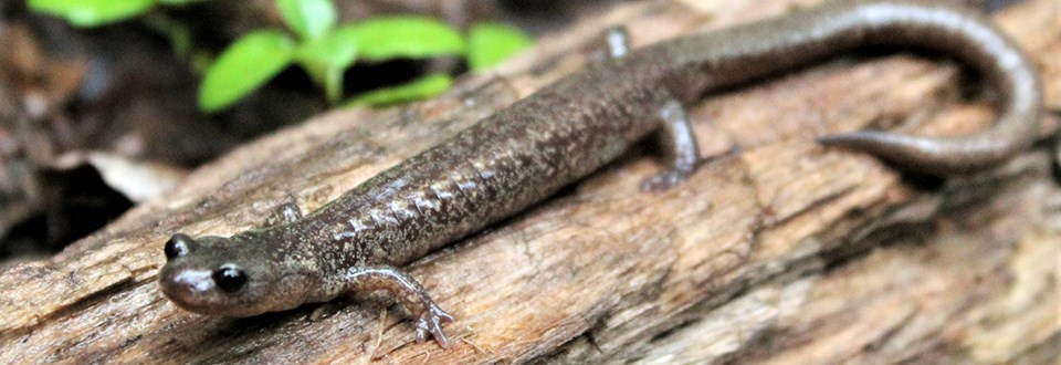 A mottled brown salamander with big black eyes resting on a tree branch.