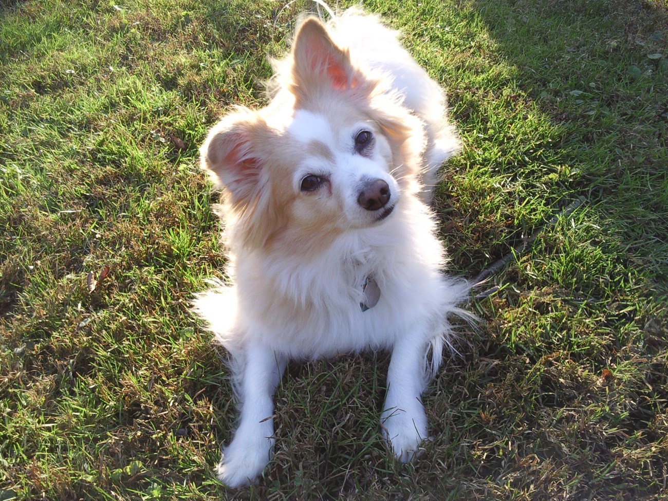 A small white and brown dog looks up at the camera