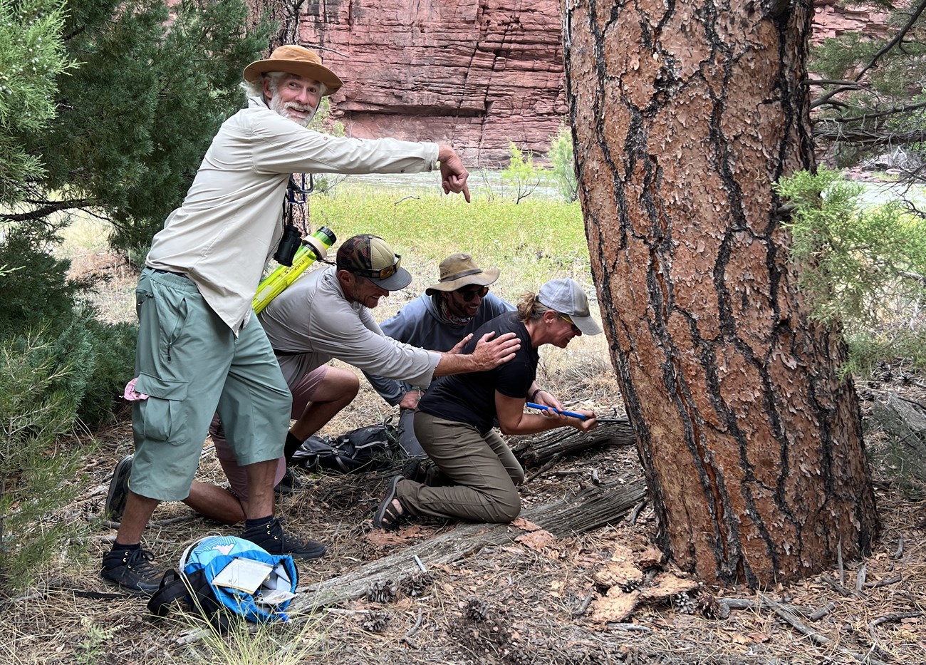 Three individuals assisting another individual collect a core sample from a Ponderosa Pine tree with a hand tool.