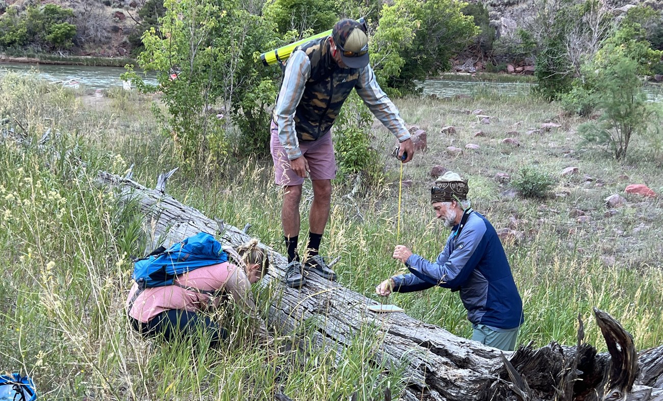 Three individuals on or adjacent to a log in a grassy area, taking measurements of a fallen Ponderosa pine tree.