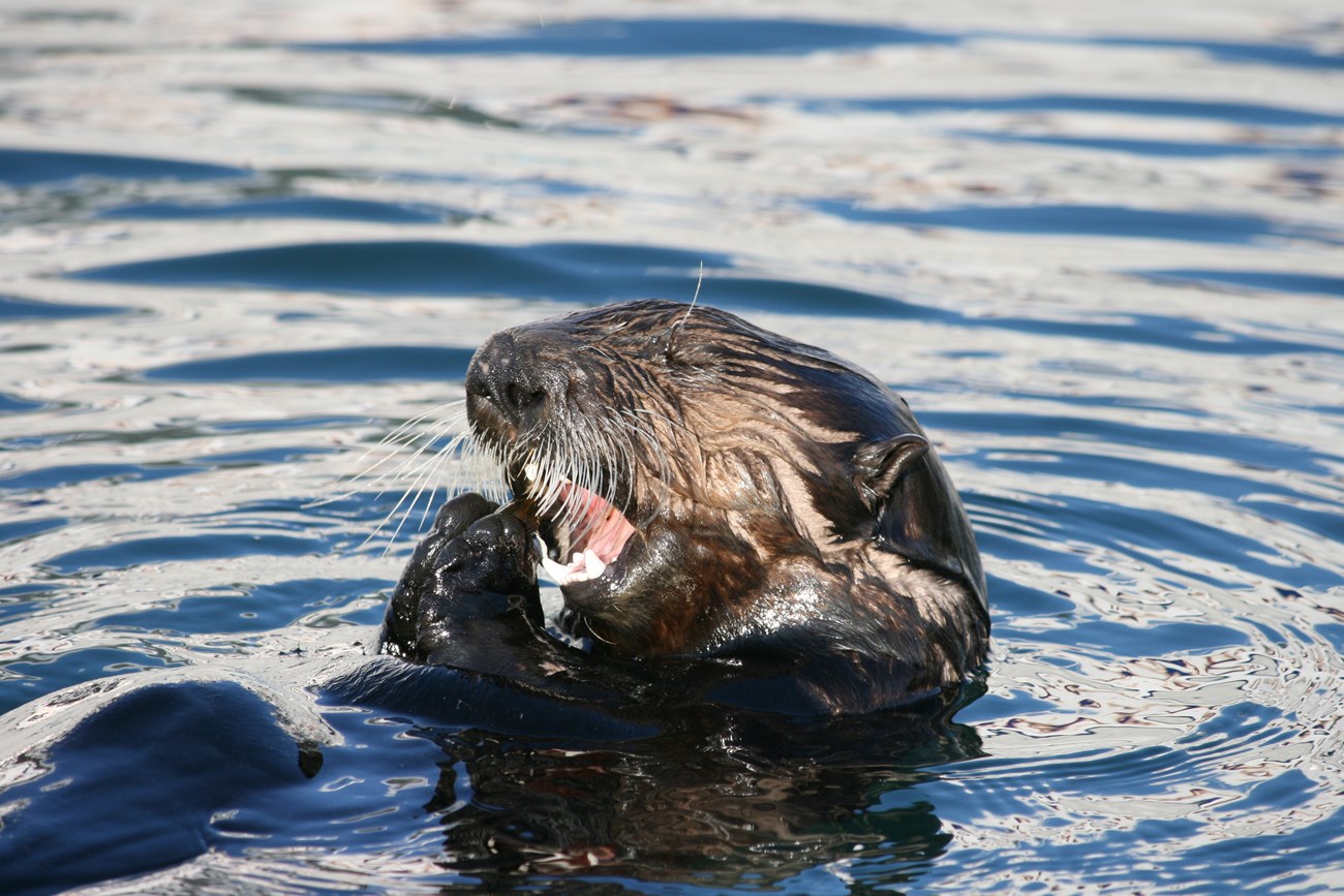 A sea otter bites a bivalve harvested from the intertidal zone.