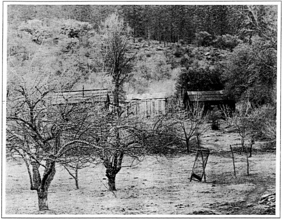 A black and white photograph showing several fruit trees with rustic wooden buildings in the background.