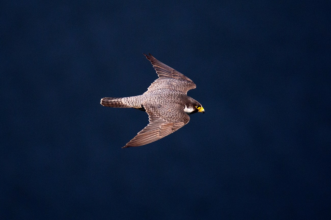 a large light brown falcon spreads its wings and flies in the sky.