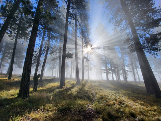 HistoryGroveRays Sunbeams filter through fog in a pine forest