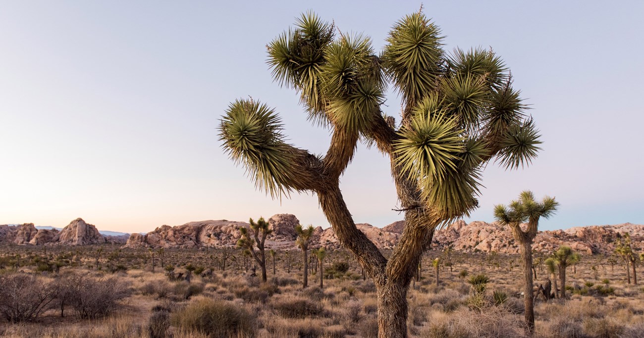 Joshua Tree National Park Landscape