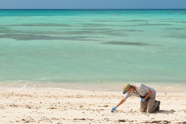 Judd at Dry Tortugas Person crouches to pick something up in the white sand in front of clear turquoise water.