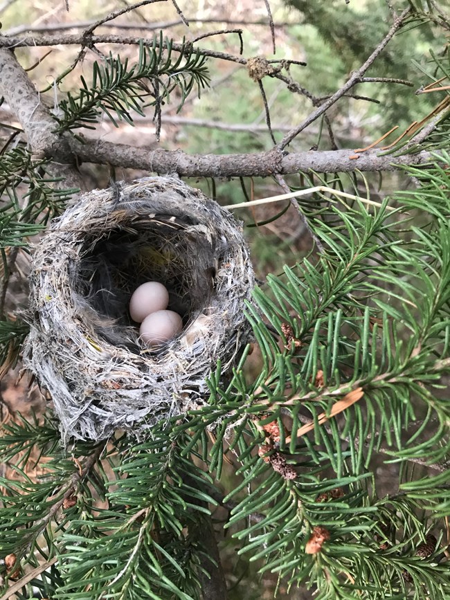 Grey bird nest amidst green conifer branches containing two white eggs.