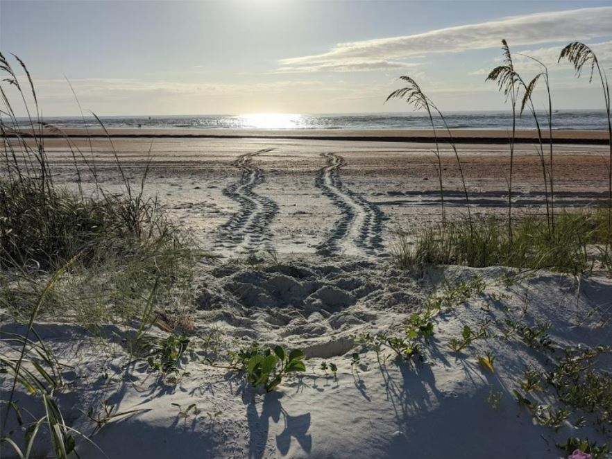 Loggerhead tracks leading from a nest in the sand to the ocean.