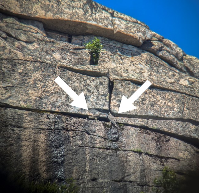 Two juveniles perched on ledges below the rungs of the trail for drinking water. Two juveniles perched on ledges below the rungs of the trail for drinking water.